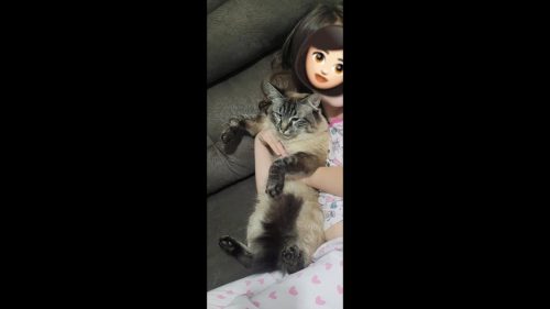 Gata Filó desapareceu no bairro Universitário Imagem referente a Gata Filó desapareceu no bairro Universitário