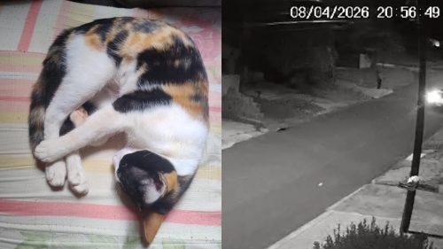 Gata é furtada no Bairro Cascavel Velho Gata é furtada no Bairro Cascavel Velho