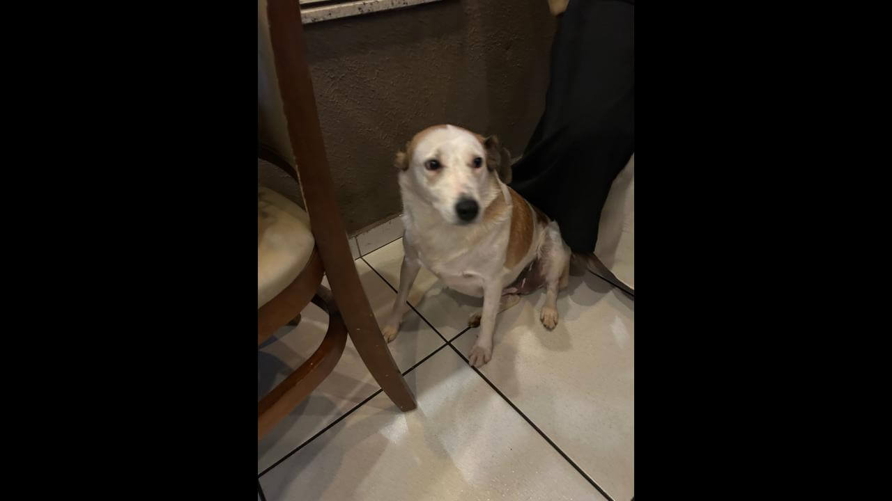 Cachorro é encontrado no bairro Centro Imagem referente a Cachorro é encontrado no bairro Centro