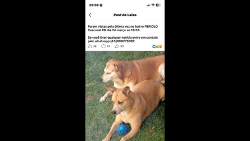 Cachorra Mel e Carmélia desapareceu no bairro Periolo Imagem referente a Cachorra Mel e Carmélia desapareceu no bairro Periolo