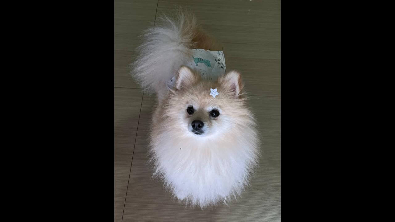 Cachorro Theo desapareceu no bairro Coqueiral Imagem referente a Cachorro Theo desapareceu no bairro Coqueiral