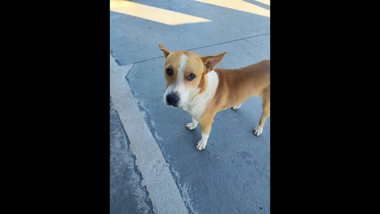 Cachorro é encontrado no bairro Santa Cruz Imagem referente a Cachorro é encontrado no bairro Santa Cruz