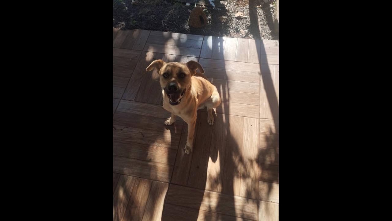 Cachorro é encontrado no bairro Fag Imagem referente a Cachorro é encontrado no bairro Fag
