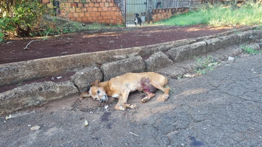 Cachorro atropelado agoniza sem atendimento no Brasmadeira e aguarda resgate em Cascavel