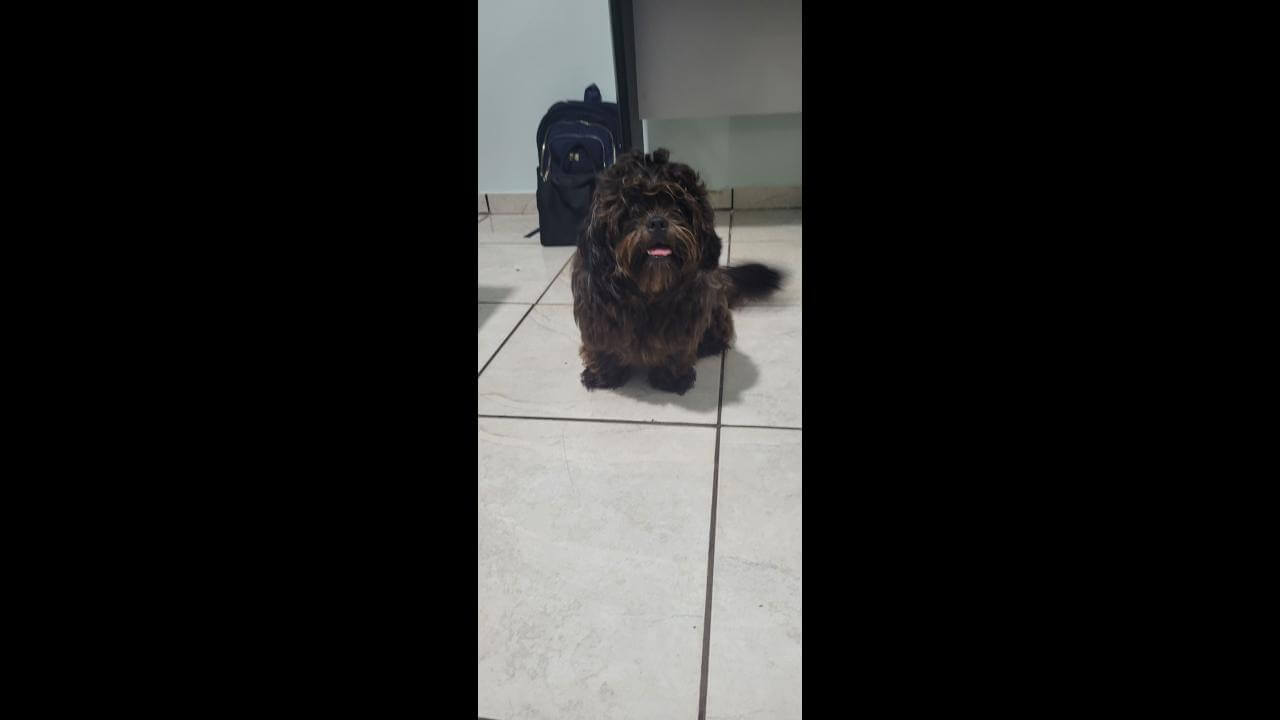 Cachorro é encontrado no bairro Região do Lago Imagem referente a Cachorro é encontrado no bairro Região do Lago