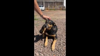 Cachorro é encontrado no bairro Centro Imagem referente a Cachorro é encontrado no bairro Centro