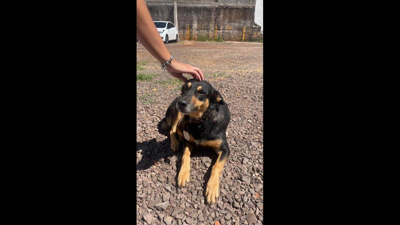 Cachorro é encontrado no bairro Centro Imagem referente a Cachorro é encontrado no bairro Centro