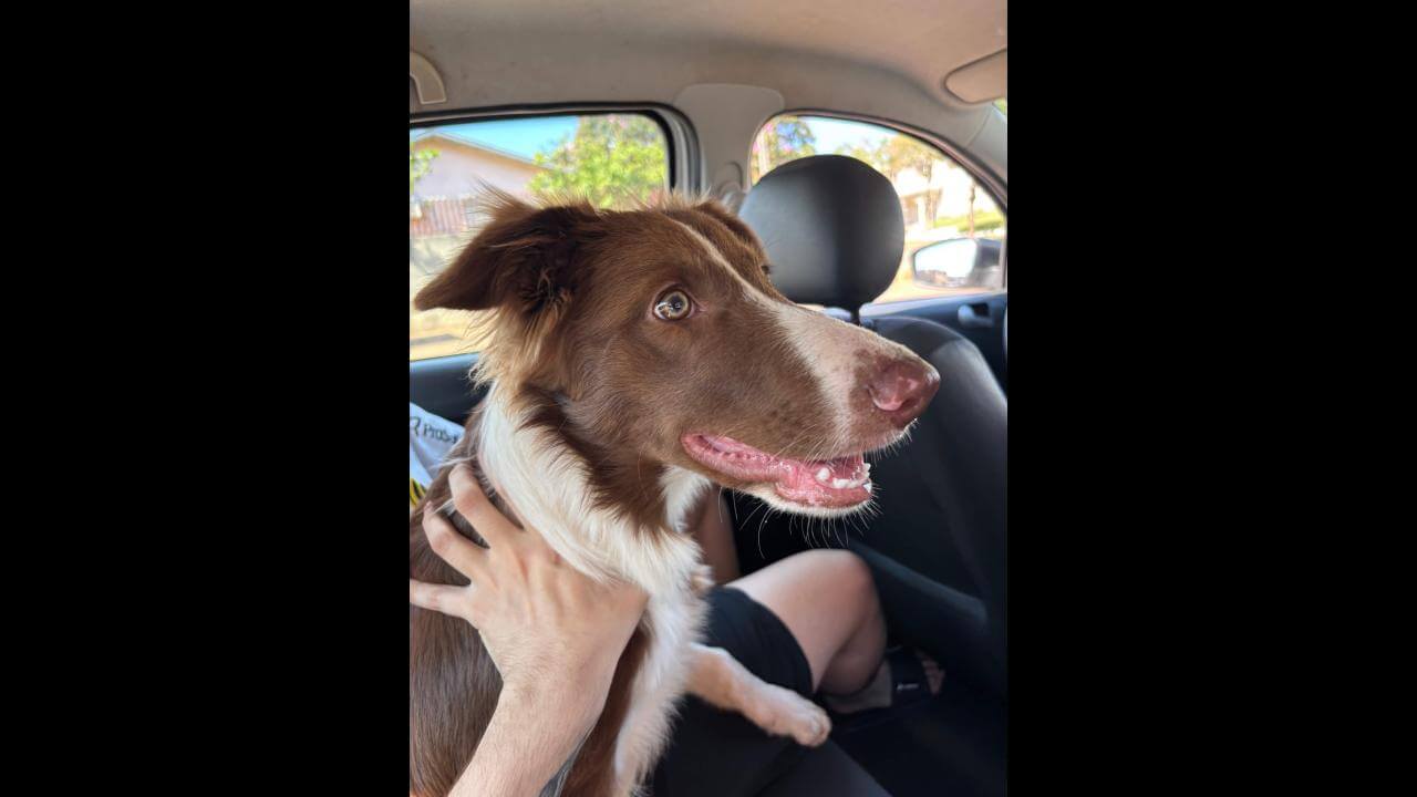 Cachorro Dexter desapareceu no bairro Parque São Paulo Imagem referente a Cachorro Dexter desapareceu no bairro Parque São Paulo
