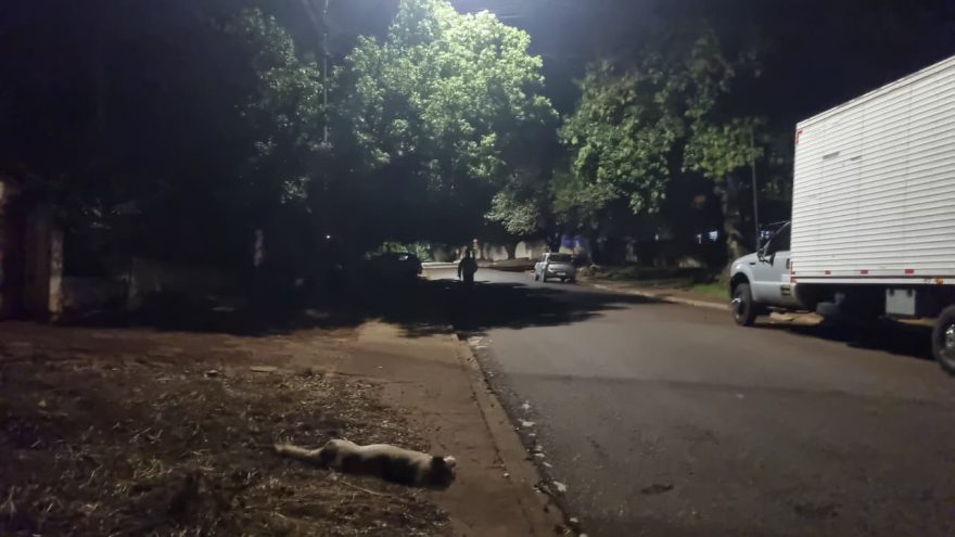 Cachorro morre e motociclista fica ferido em acidente no Floresta