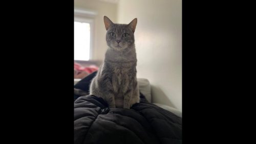 Gata Dóris desapareceu no bairro Parque Verde Imagem referente a Gata Dóris desapareceu no bairro Parque Verde