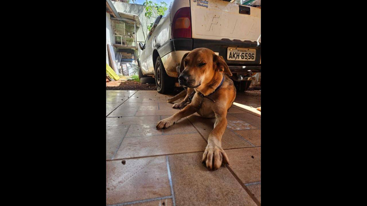 Cachorro Scube desapareceu no bairro Santa Cruz Imagem referente a Cachorro Scube desapareceu no bairro Santa Cruz