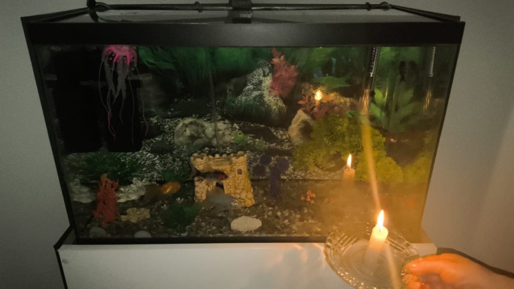 Situação crítica: apagão no Tropical coloca em risco animais dependentes de oxigenação