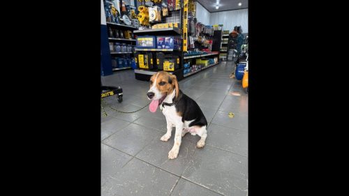 Cachorro é encontrado no bairro Pioneiros Catarinenses Imagem referente a Cachorro é encontrado no bairro Pioneiros Catarinenses