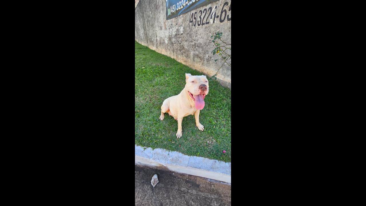 Cachorra é encontrada no bairro Região do Lago Imagem referente a Cachorra é encontrada no bairro Região do Lago