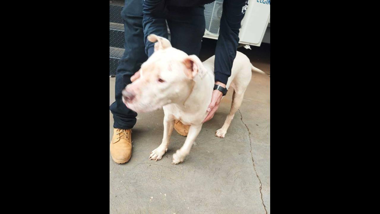 Cachorro é encontrado no bairro Centro Imagem referente a Cachorro é encontrado no bairro Centro