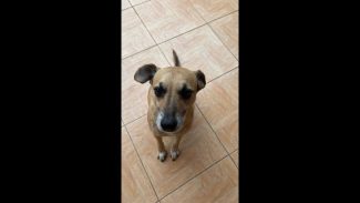 Imagem referente a Cachorro Mike desapareceu no bairro Nova Cidade