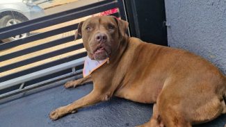 Imagem referente a Cachorra Malévola desapareceu no bairro Santos Dumont