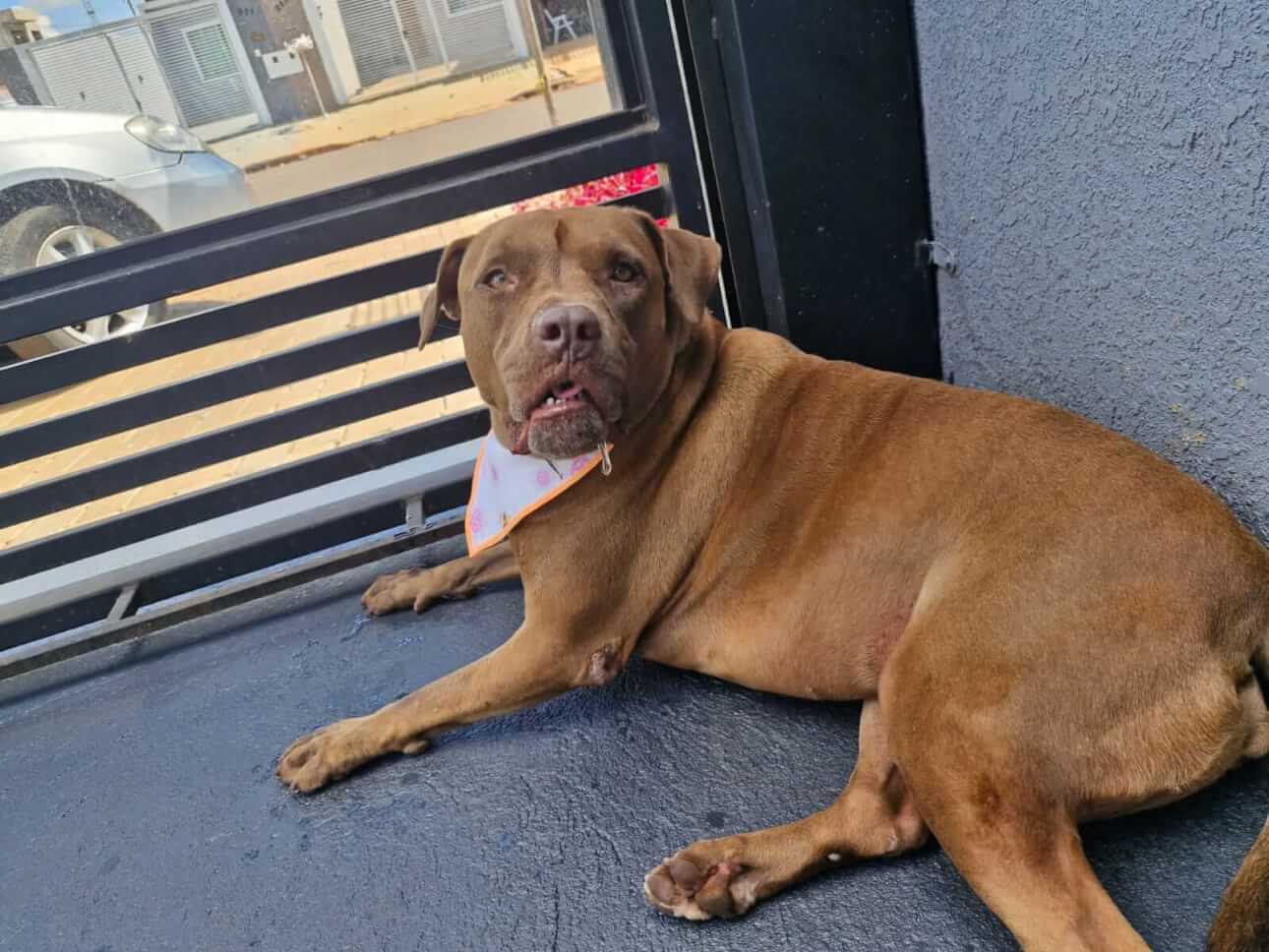 Cachorra Malévola desapareceu no bairro Santos Dumont Imagem referente a Cachorra Malévola desapareceu no bairro Santos Dumont
