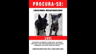 Imagem referente a Cachorra Luci desapareceu no bairro Santa Cruz