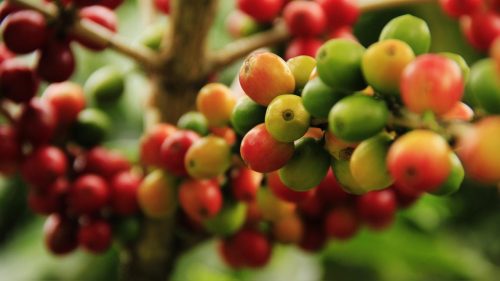 Bebida símbolo do Brasil, café é celebrado mundialmente nesta terça-feira Imagem referente a Bebida símbolo do Brasil, café é celebrado mundialmente nesta terça-feira