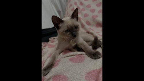 Gato Pupa desapareceu no bairro Cascavel Velho Imagem referente a Gato Pupa desapareceu no bairro Cascavel Velho