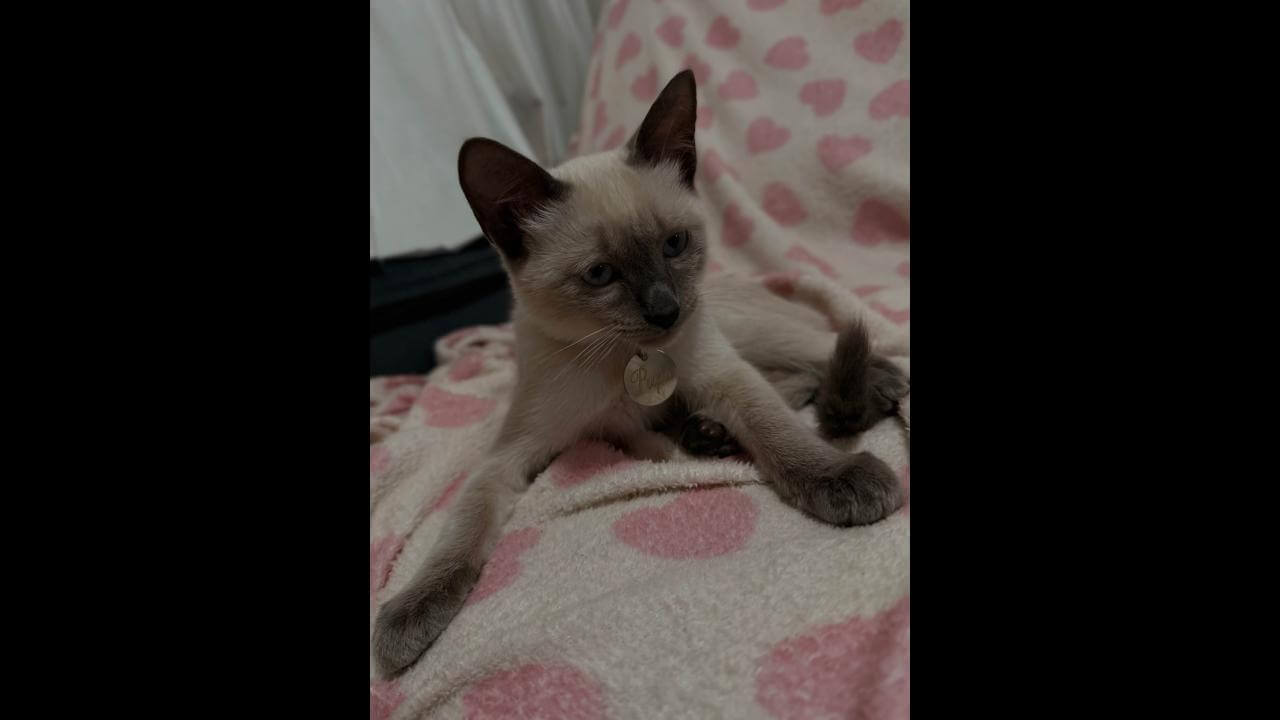 Gato Pupa desapareceu no bairro Cascavel Velho Imagem referente a Gato Pupa desapareceu no bairro Cascavel Velho
