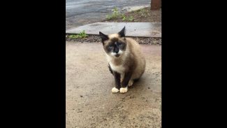 Imagem referente a Gata desapareceu no bairro Maria Luiza