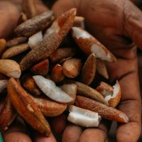 Imagem referente a Instituto oferece bolsas para estimular bioeconomia amazônica