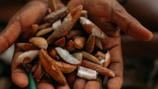 Instituto oferece bolsas para estimular bioeconomia amazônica