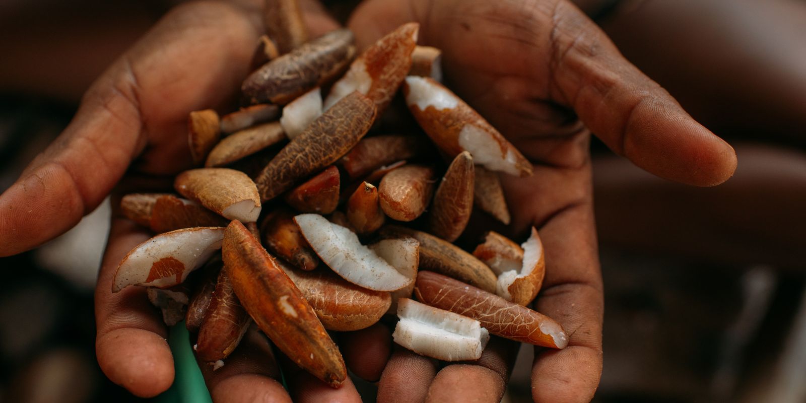 Instituto oferece bolsas para estimular bioeconomia amazônica Imagem referente a Instituto oferece bolsas para estimular bioeconomia amazônica