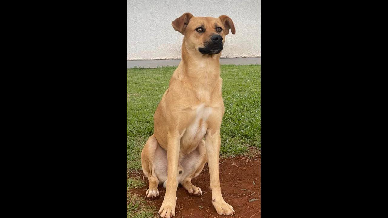 Cachorro é encontrado no bairro Fag Imagem referente a Cachorro é encontrado no bairro Fag