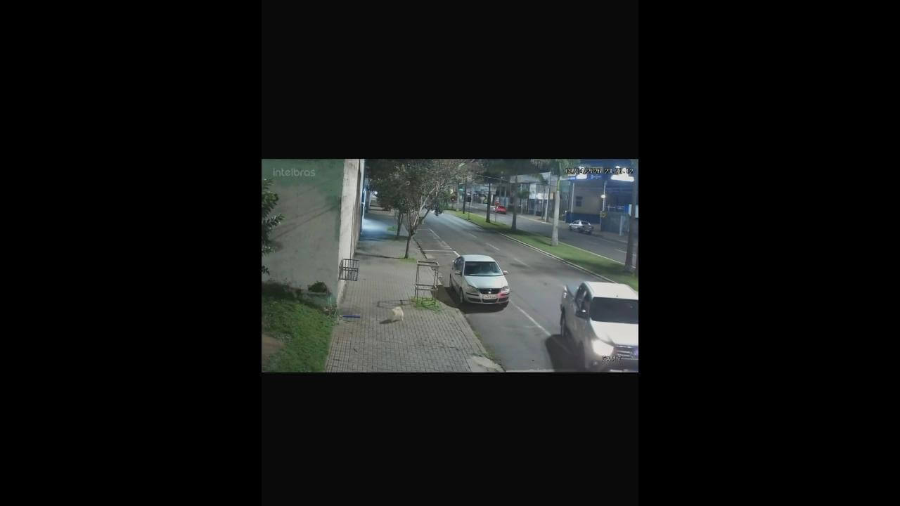 Cachorro Theo desapareceu no bairro Coqueiral Imagem referente a Cachorro Theo desapareceu no bairro Coqueiral