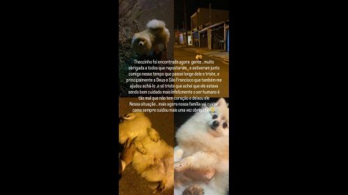 Cachorro é encontrado no bairro Coqueiral Imagem referente a Cachorro é encontrado no bairro Coqueiral