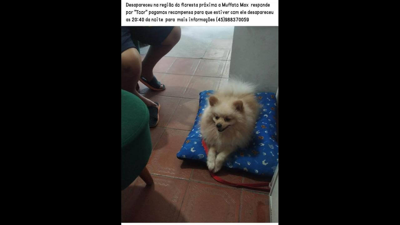 Cachorro Thor desapareceu no bairro Floresta Imagem referente a Cachorro Thor desapareceu no bairro Floresta