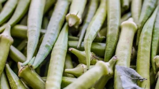 Garantia-Safra: veja lista dos que receberão pagamento em abril