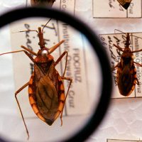 Imagem referente a Saúde anuncia R$ 12 milhões para enfrentamento da doença de Chagas