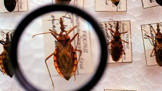 Saúde anuncia R$ 12 milhões para enfrentamento da doença de Chagas Saúde anuncia R$ 12 milhões para enfrentamento da doença de Chagas
