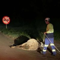 Imagem referente a Concessionária de pedágio EPR é cobrada após vaca solta destruir carro na rodovia BR-277