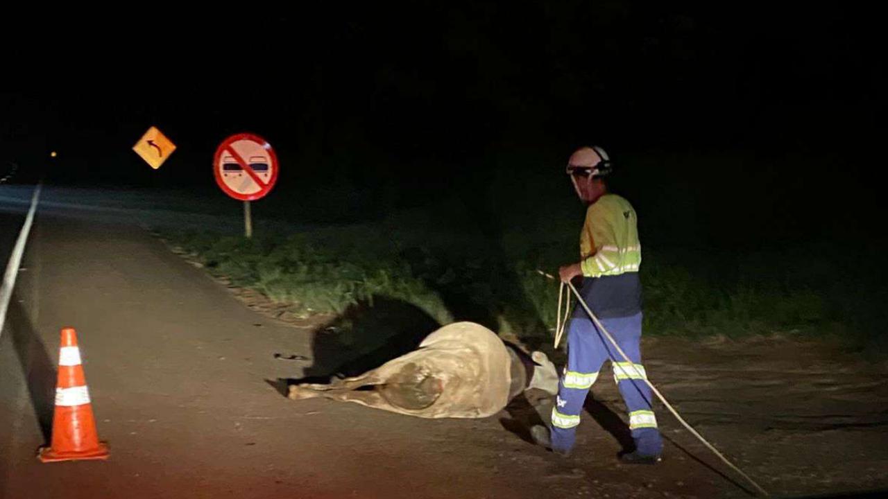 Concessionária de pedágio EPR é cobrada após vaca solta destruir carro na rodovia BR-277 Imagem referente a Concessionária de pedágio EPR é cobrada após vaca solta destruir carro na rodovia BR-277