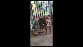 Imagem referente a Cachorro desapareceu no bairro Jardim Veneza