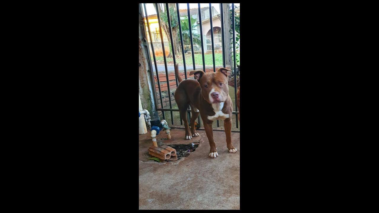 Cachorro desapareceu no bairro Jardim Veneza Imagem referente a Cachorro desapareceu no bairro Jardim Veneza