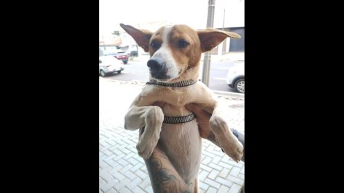Cachorro é encontrado no bairro Coqueiral Imagem referente a Cachorro é encontrado no bairro Coqueiral