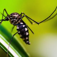 Imagem referente a Casos de dengue no Brasil caem 75% em 2026