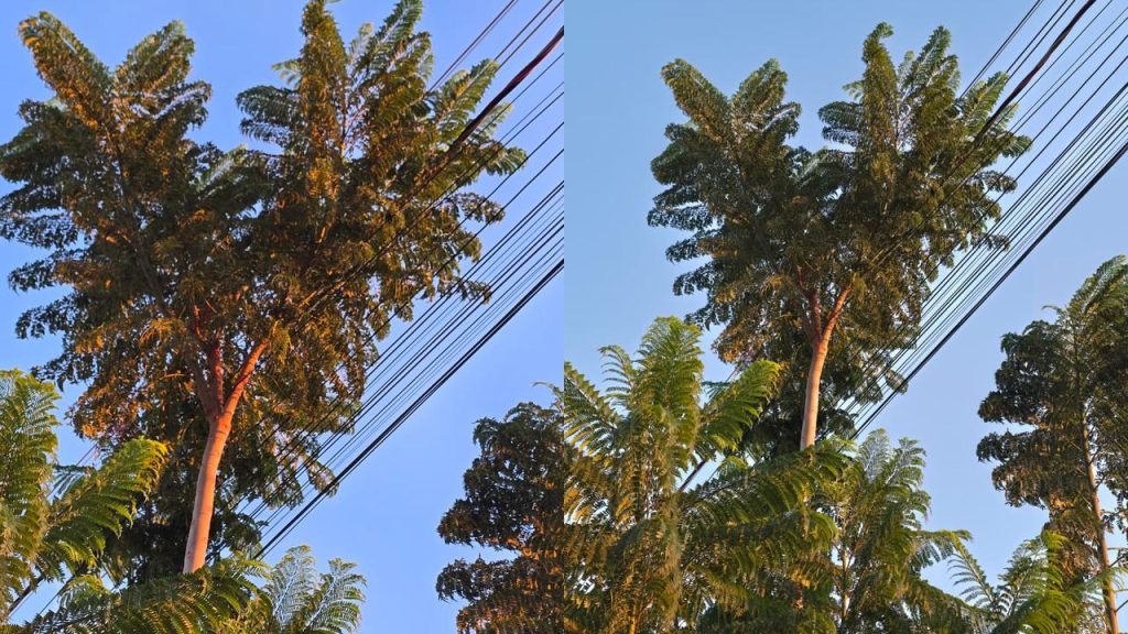 Copel ou Prefeitura? Quem deve podar os galhos que encostam em fios de energia?