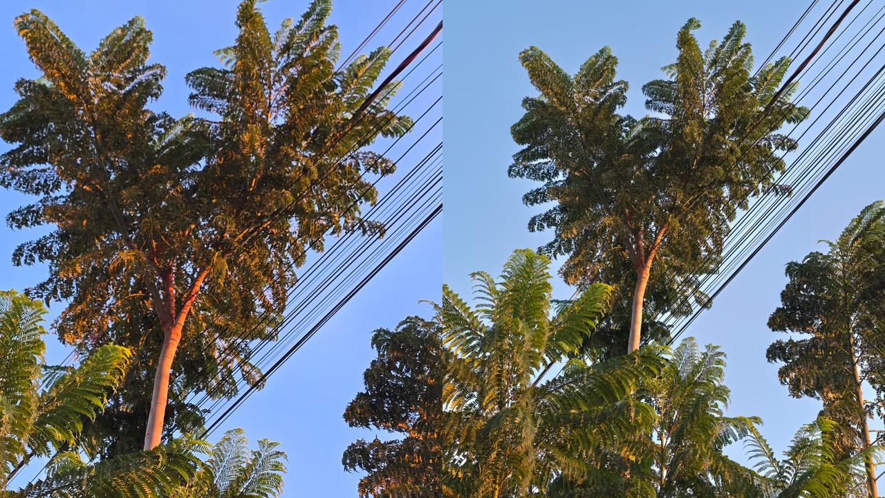 Copel ou Prefeitura? Quem deve podar os galhos que encostam em fios de energia? Imagem referente a Copel ou Prefeitura? Quem deve podar os galhos que encostam em fios de energia?