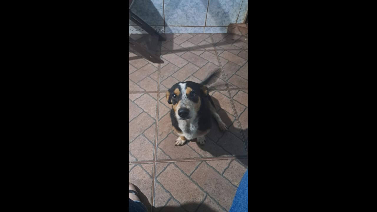 Cachorro é encontrado no bairro Interlagos Imagem referente a Cachorro é encontrado no bairro Interlagos