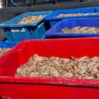 Imagem referente a Pescadores são presos com 350 kg de camarão rosa no período do defeso