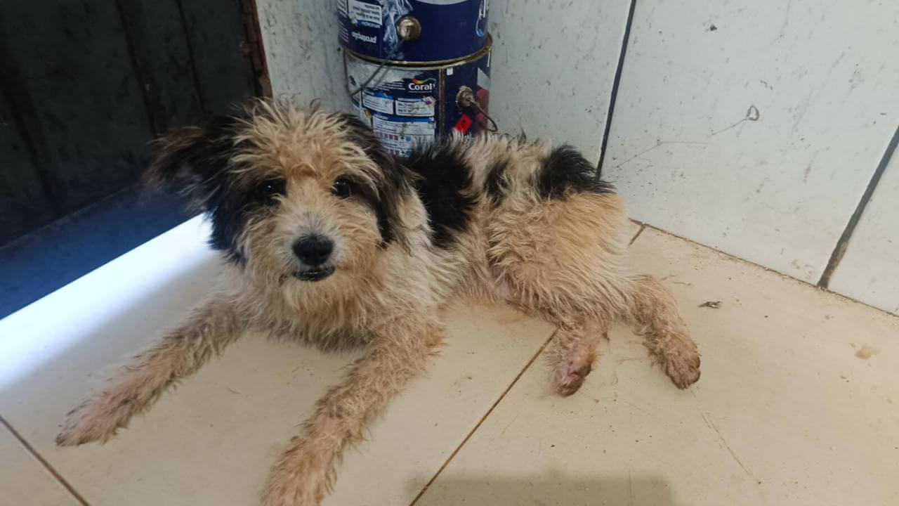 Cachorro é encontrado no bairro Esmeralda Imagem referente a Cachorro é encontrado no bairro Esmeralda