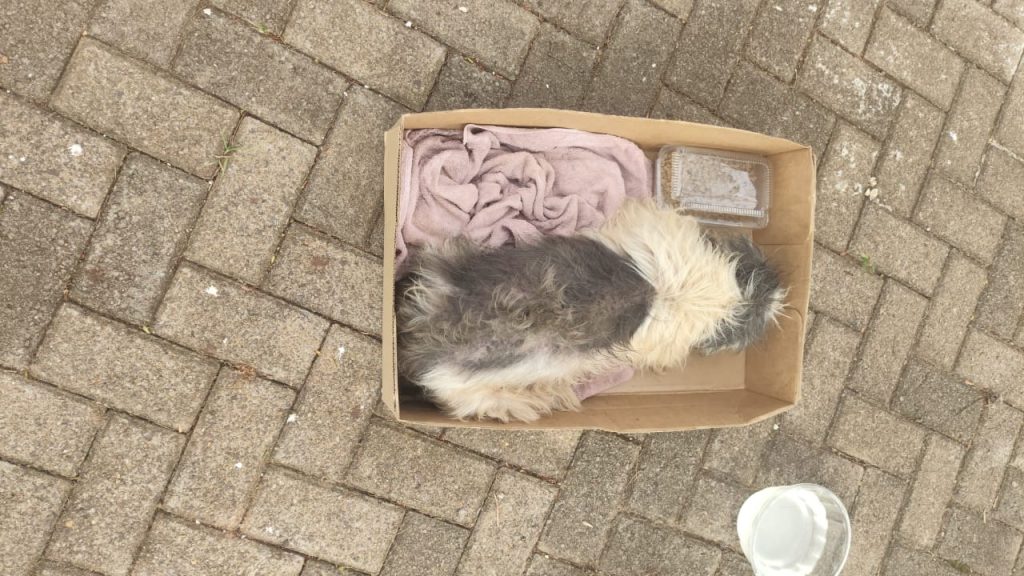 Cena revoltante: cachorro é encontrado ferido e abandonado dentro de caixa em Cascavel