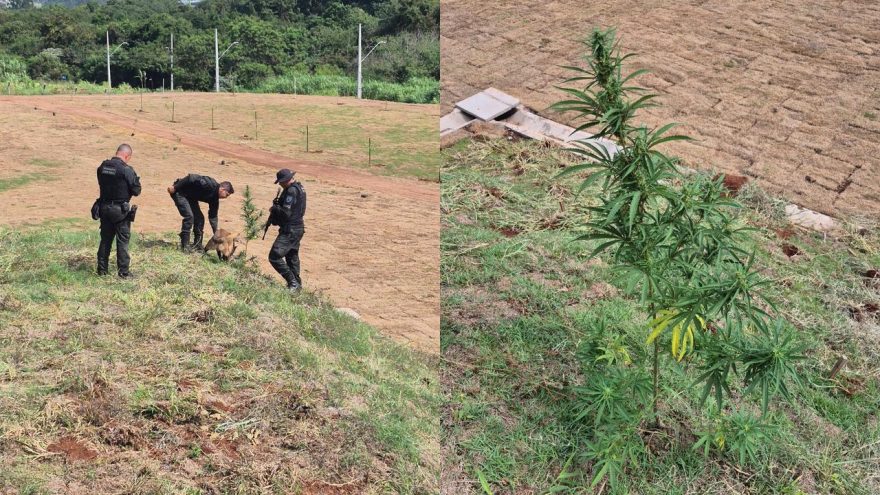 Pé de maconha é encontrado em praça na Rua Milão